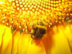Méhpempő a kaptárból