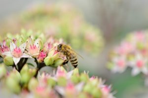 Káros anyagoktól mentes a méhpempő 