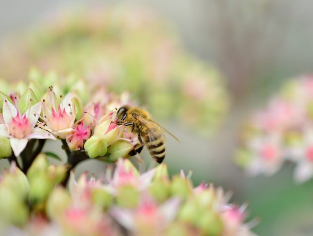 Káros anyagoktól mentes a méhpempő
